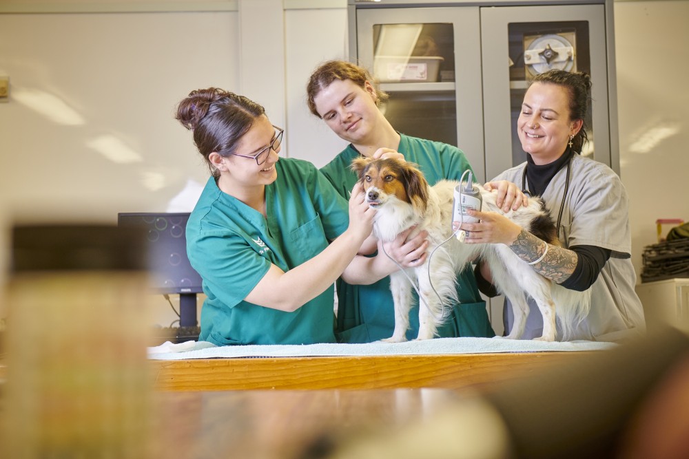 Veterinary services and animal care