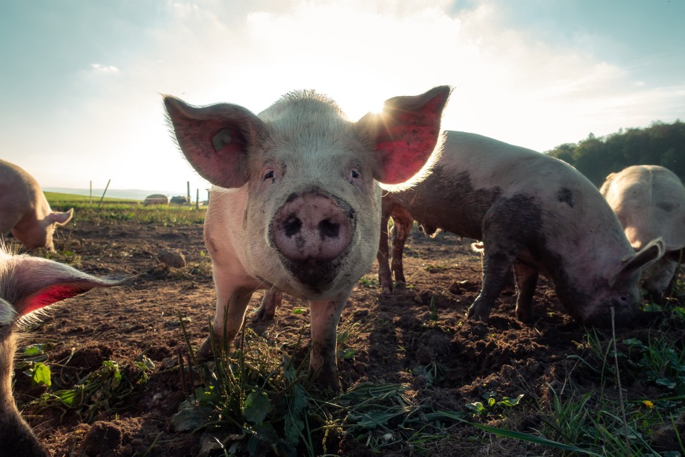 Stock Pigs Close Up 3