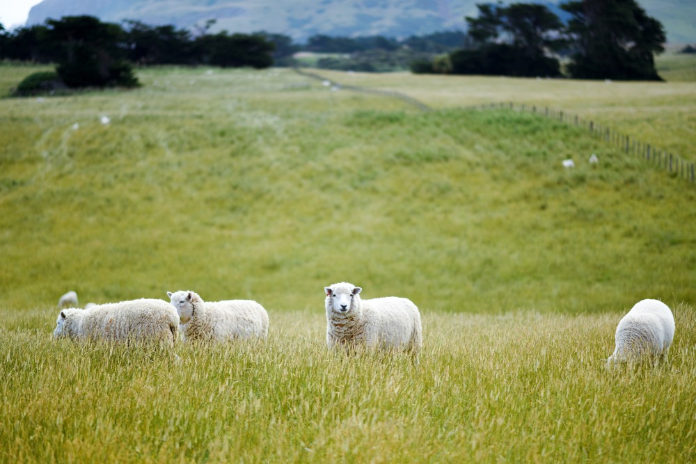 Stock Sheep in a field